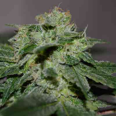 Chocolate Heaven > G13 Labs | Semillas feminizadas  |  Sativa