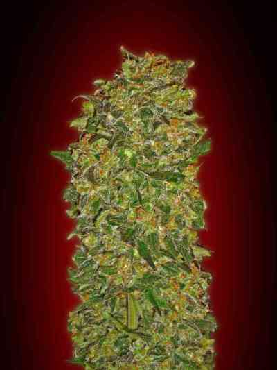 Chocolate Kush > 00 Seeds Bank | Feminized Marijuana   |  Indica