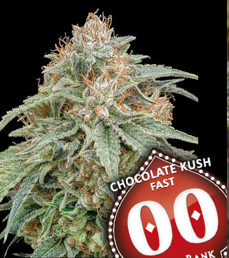 Chocolate Kush Fast > 00 Seeds Bank | Feminized Marijuana   |  Indica