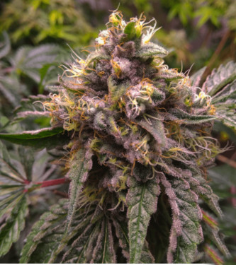 Chocolate Kush Fast > 00 Seeds Bank
