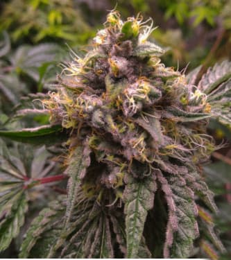 Chocolate Kush Fast > 00 Seeds Bank | Semillas feminizadas  |  Índica