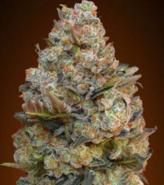 Female Collection #1 > 00 Seeds Bank | Feminized Marijuana   |  hybrid