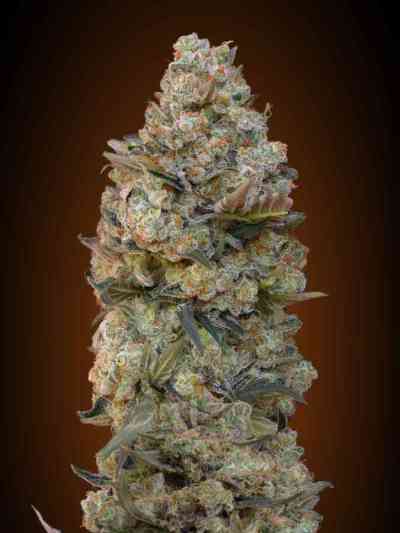 Chocolate Skunk > 00 Seeds Bank | Feminized Marijuana   |  hybrid