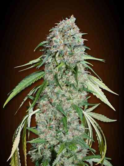 Chocolate Skunk CBD > 00 Seeds Bank | Feminized Marijuana   |  Indica