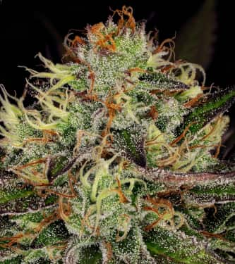 Chocolate Wafflez > Paradise Seeds | Feminized Marijuana   |  Sativa