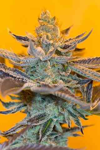 Chocolate Zkittlez > LaMota Seeds | Feminized Marijuana   |  Indica