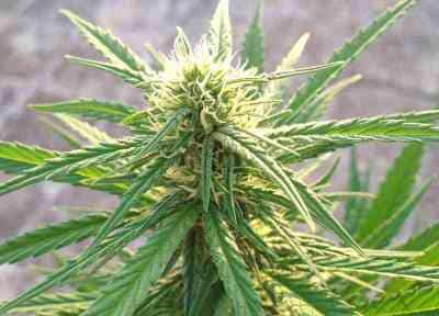 Choco Bud > Vision Seeds | Feminized Marijuana   |  Sativa