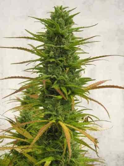 Choco Bud > Vision Seeds | Feminized Marijuana   |  Sativa