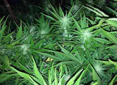 Choco Bud > Vision Seeds | Feminized Marijuana   |  Sativa