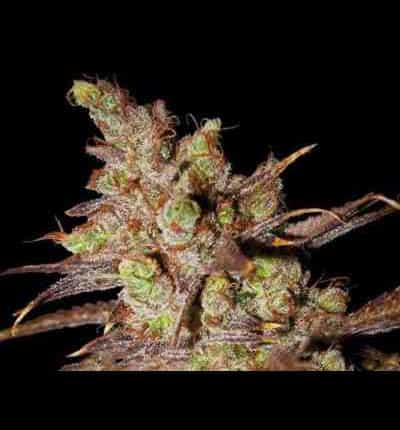 Choco Bud > Vision Seeds | Semillas feminizadas  |  Sativa