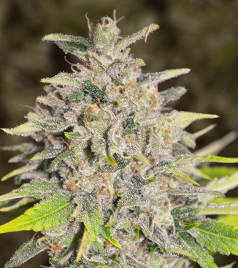 Auto Chocolope > High Speed Buds | Autoflowering Hanfsamen  |  Sativa