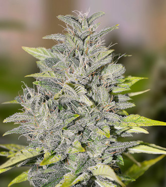 Chocolope Fast > High Speed Buds | Feminisierte Hanfsamen  |  Sativa