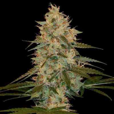 Chocolope Kush > DNA Genetics | Feminized Marijuana   |  hybrid