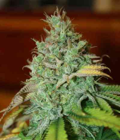 Chocolope Kush > DNA Genetics | Feminized Marijuana   |  hybrid