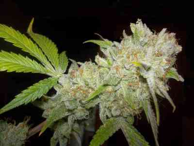 Chocolope Kush > DNA Genetics | Feminisierte Hanfsamen  |  Hybrid