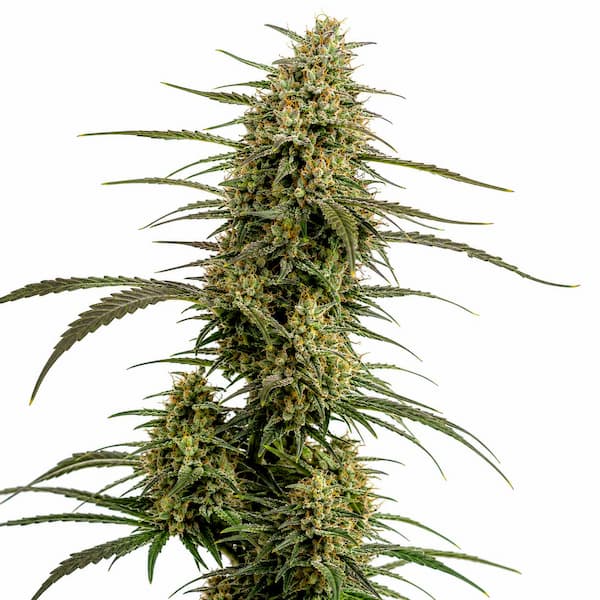 Chocolope x Runtz Seed > Ripper Seeds | Feminized Cannabis   |  Sativa