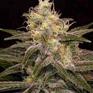 Chocolopez > Blim Burn Seeds | Semillas feminizadas  |  Sativa