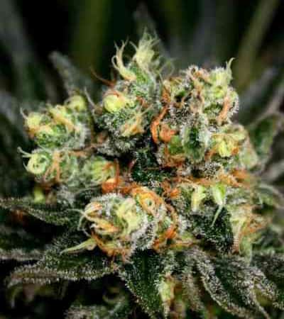 Chocolute F2 > Absolute Cannabis Seeds | Regular Marijuana   |  Sativa