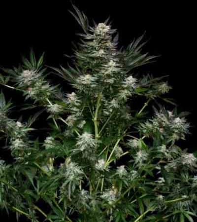 Chocolute F2 > Absolute Cannabis Seeds | Regular Marijuana   |  Sativa