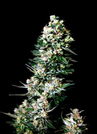 Chocolute F2 > Absolute Cannabis Seeds | Semillas Regulares  |  Sativa