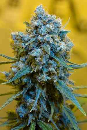 Chop Suey > LaMota Seeds | Feminized Marijuana   |  hybrid
