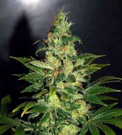 Chronic Haze > World of Seeds | Semillas feminizadas  |  Híbrido