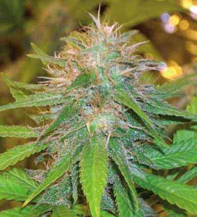 Chronic Haze > World of Seeds | Feminized Marijuana   |  hybrid