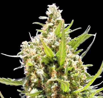 Chronic Lights > Original Sensible Seeds | Feminized Marijuana   |  hybrid