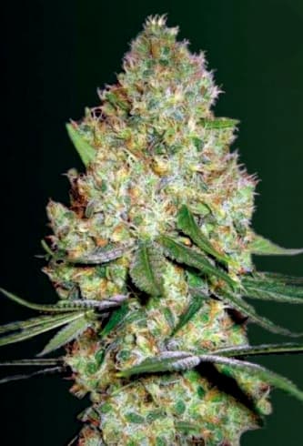 Chronic Monster XXL > Victory Seeds | Feminized Marijuana   |  hybrid