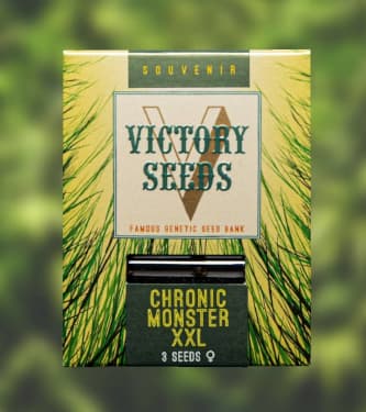 Chronic Monster XXL > Victory Seeds | Feminisierte Hanfsamen  |  Hybrid