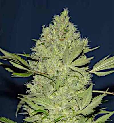 Chronic > Serious Seeds | Feminized Marijuana   |  hybrid
