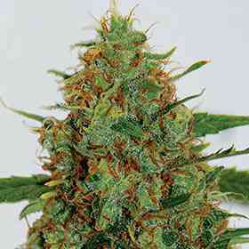 Cinderella 99 > G13 Labs | Graines Féminisées  |  Sativa