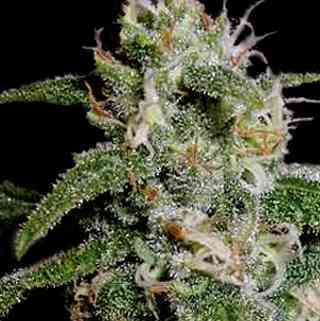 Cindy\'s 99 > Blim Burn Seeds | Graines Féminisées  |  Sativa