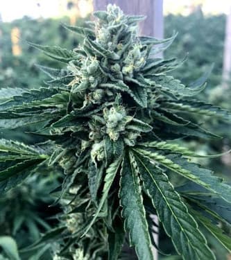 Cinnamon Buddha OG > Humboldt Seed Organisation | Feminisierte Hanfsamen  |  Indica