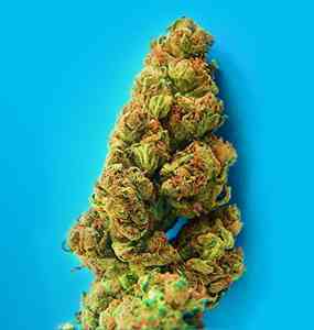 Ciskei > Tropical Seeds Company | Graines Normal  |  Sativa