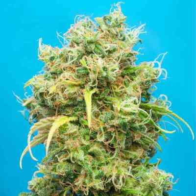 Ciskei > Tropical Seeds Company | Graines Normal  |  Sativa