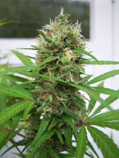 Ciskei > Tropical Seeds Company | Regular Marijuana   |  Sativa