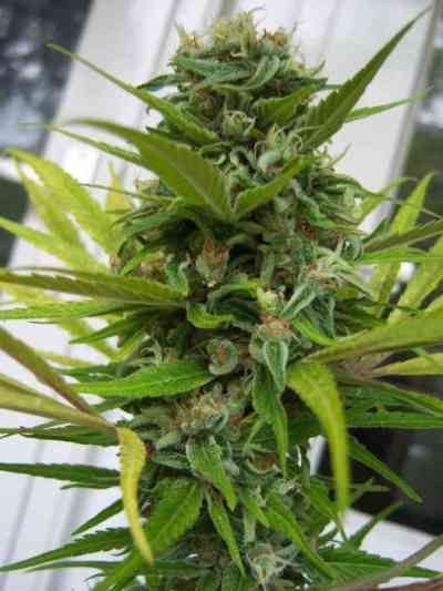 Ciskei > Tropical Seeds Company | Graines Normal  |  Sativa