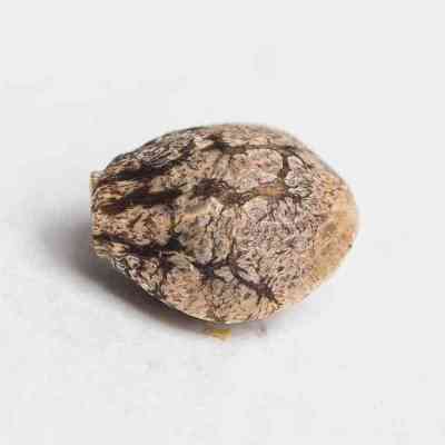 Ciskei > Tropical Seeds Company | Regular Marijuana   |  Sativa