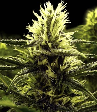 Citral Skunk > Bulldog Seeds | Feminized Marijuana   |  hybrid