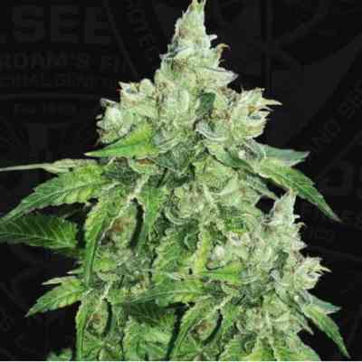 Citron Givr Seed > TH Seeds | Feminized Marijuana   |  Sativa