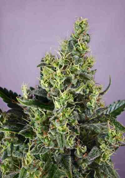 Claustrum > Positronics | Feminized Cannabis   |  Sativa