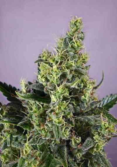 Claustrum > Positronics | Feminized Marijuana   |  Sativa