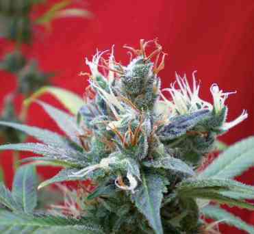 Claustrum > Positronics | Feminized Marijuana   |  Sativa