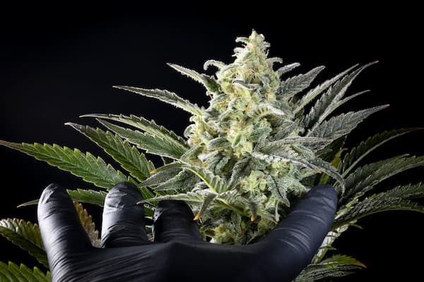 Clementine Slush Bioboost Seed > Kannabia Seeds | Feminized Cannabis   |  Hybrid