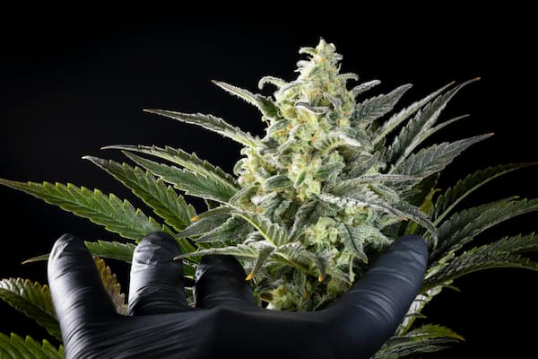 Clementine Slush Seed > Kannabia Seeds | Feminized Cannabis   |  Hybrid