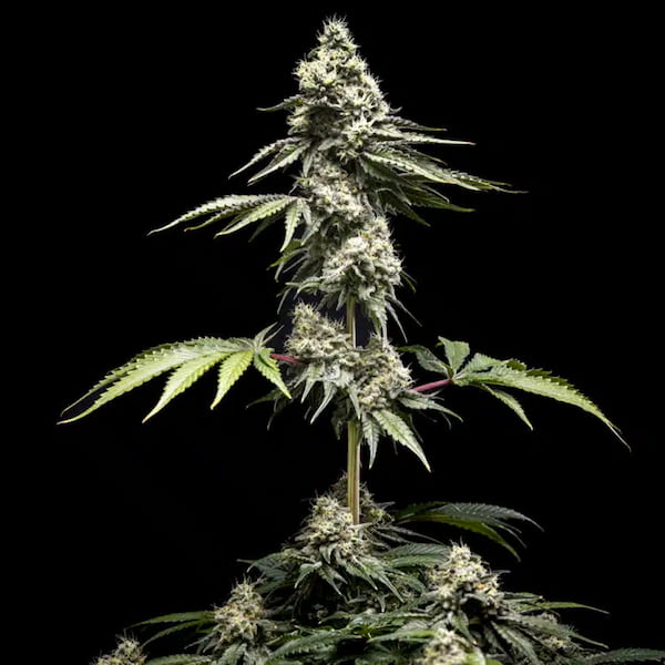 Clementine Slush Samen > World Breeders | Feminisierte Hanfsamen  |  Sativa
