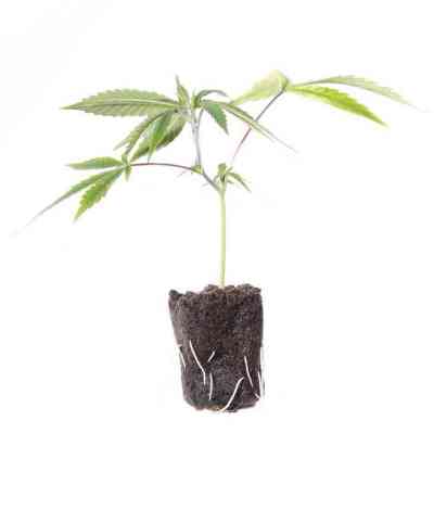 Grow-Shop | Cloning Gels Grow-Shop | Cloning Gels