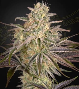 Cloudwalker > Green House Seed Company | Feminized Marijuana   |  hybrid