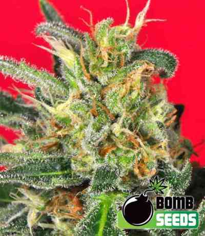 Cluster Bomb > Bomb Seeds | Feminisierte Hanfsamen  |  Hybrid